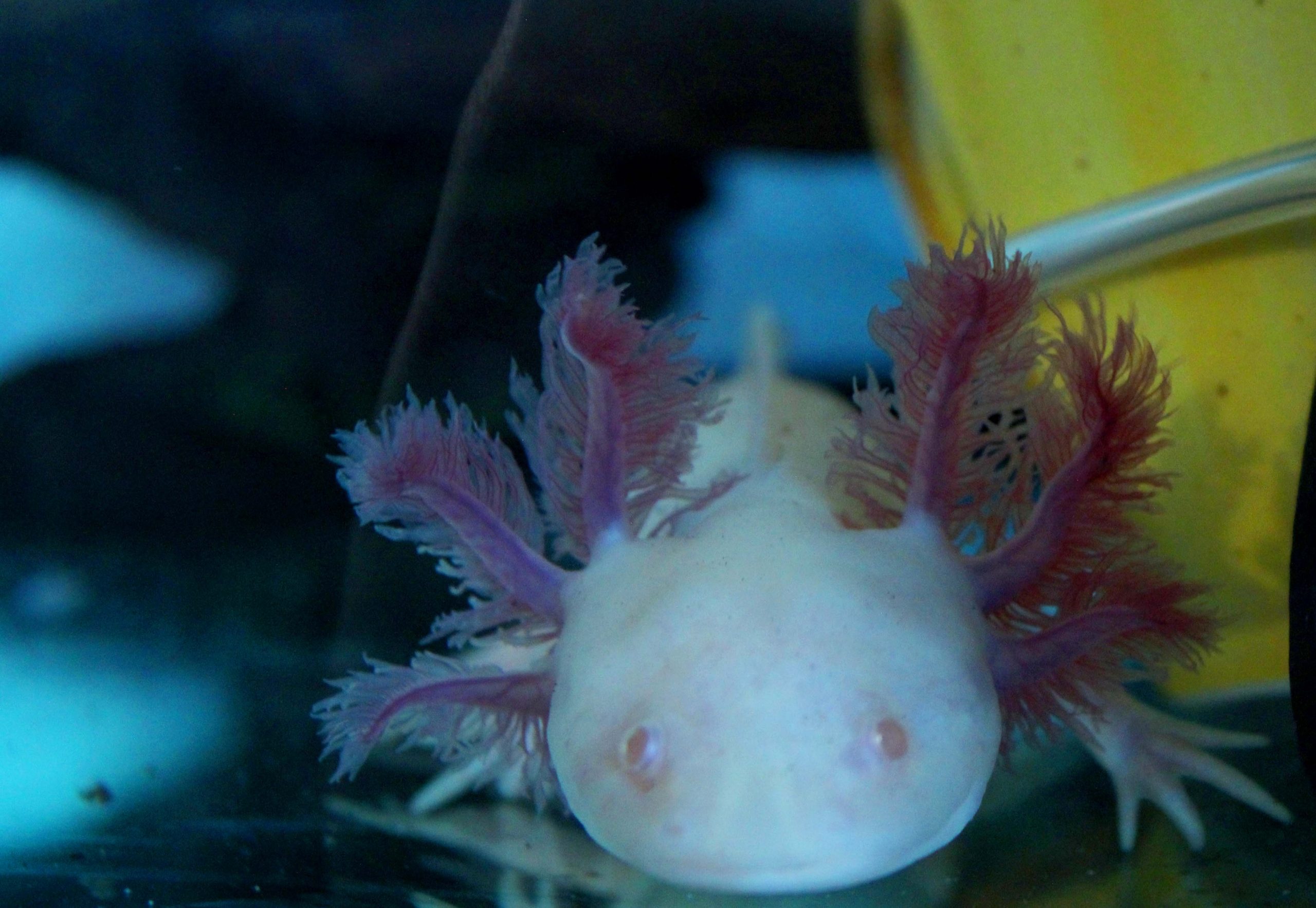 An albino axolotl
