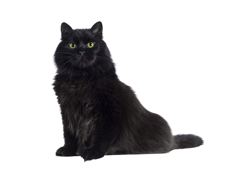 Black Cat